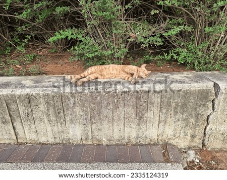 One ginger striped street cat resting on a stone parapet. Green shrubs behind.