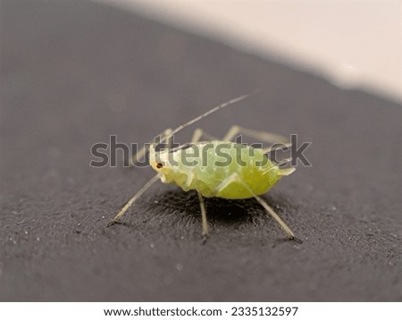 aphid pests in an urban garden Royalty-Free Stock Photo #2335132597