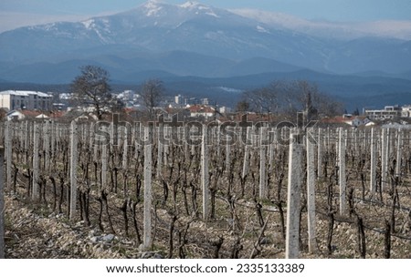 A field with vine bushes in winter, in the background mountains with snow-covered peaks near the border of Greece and Macedonia. Cultivation of grapes.