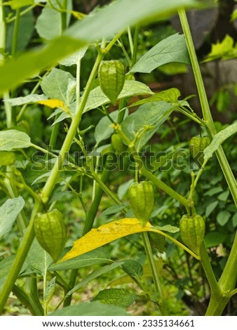 Green cape gooseberries with blurred nature background, Selective focus