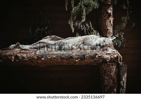 A beautiful puma sleeping on a tree in a wooded area on a brown background.