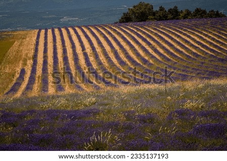 lavender fields in Plateau d'Albion, in Provence