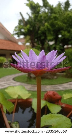 Lotus flower blooming stock photo