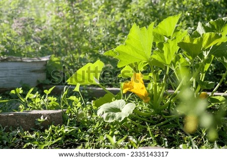 Squash flower blooming in garden with defocused flowers and foliage. Beautiful summer gardening background. Summer squash sunburst or pumpkin plant growing in community garden. Selective focus.