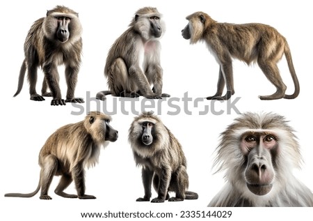 Baboon, many angles and view portrait side back head shot isolated on white background file