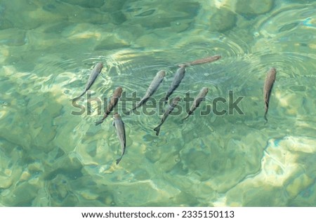 Fish swim in the turquoise water of the sea.
