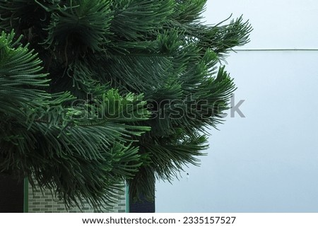 Araucaria luxurians are a species of conifers in the Araucariaceae family
