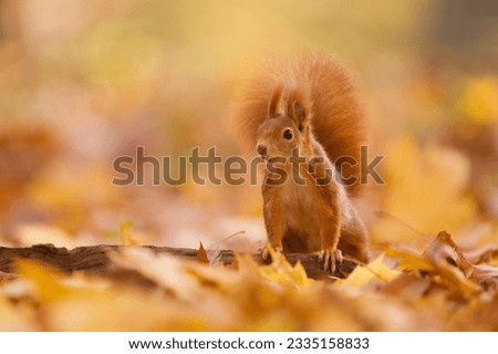 Beautiful autumn scene with a cute european red squirrel. the squirrel sits in the autumn leaves. Sciurus vulgaris