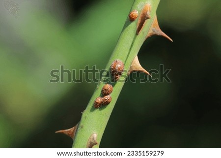 Brown scale insect, Parthenolecanium corni, on the stem of rose stem in the garden.