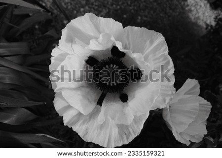 monochromatic white poppy art picture