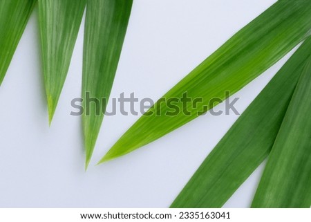 Beautiful Leaf Background with White Paper A Refreshing and Serene Combination