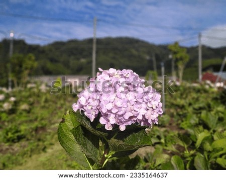 This picture shows French Hydrangea in Cameron Highland.