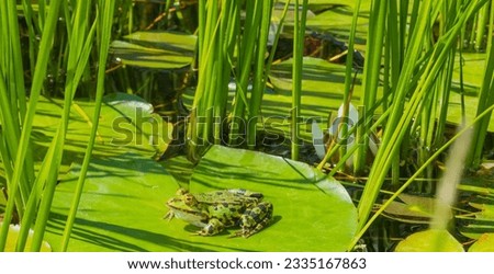 Water frog on pond leaf Royalty-Free Stock Photo #2335167863