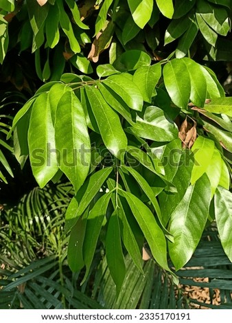 Close up of soursop leaves 