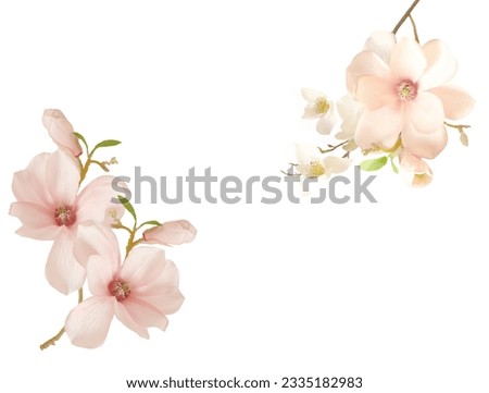 Beautiful blooming magnolia flower background. 