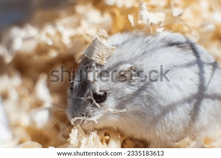 A gray little hamster close-up lives in a cage with wood shavings. Cute baby animal in a small house. The concept of pets. Strong blurred background.
