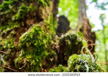 Close-up moss on a stump in the forest. Beautiful natural landscape. Selective focus in the foreground with a blurred background and copyspace.