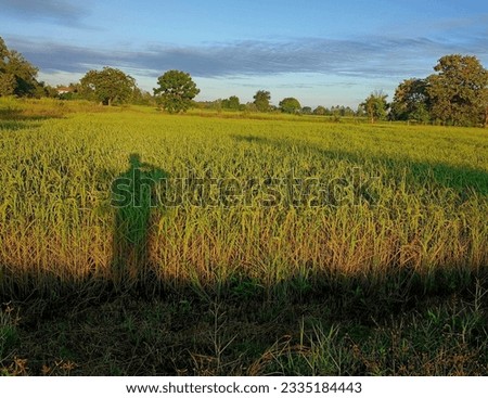 nature pictures landscape views green fields mountains