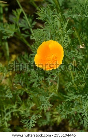 Close up of a golden poppy flower - Latin name - Eschscholzia californica