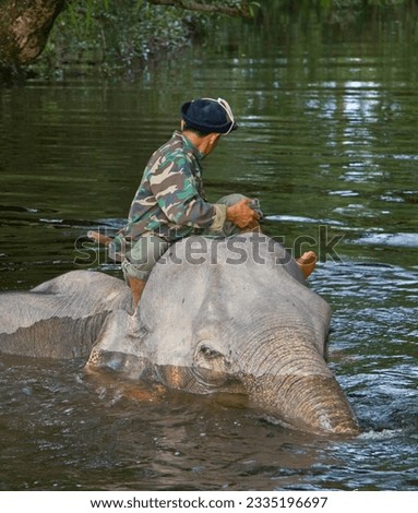 Elephant bath time; Elephant ride through, luxuriant grasslands above, Xe Pian wetlands, Water buffalo; Mekong River, Laos Royalty-Free Stock Photo #2335196697
