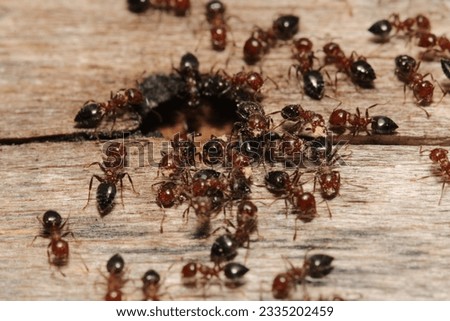 Black carpenter ant macro photo Royalty-Free Stock Photo #2335202459