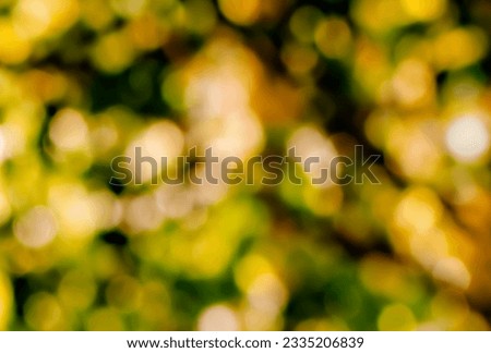 Autumn park, forest, trees, autumn colors in the sun, beautiful golden colors, autumn leaves bokeh background