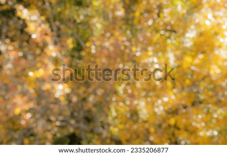 Autumn park, forest, trees, autumn colors in the sun, beautiful golden colors, autumn leaves bokeh background