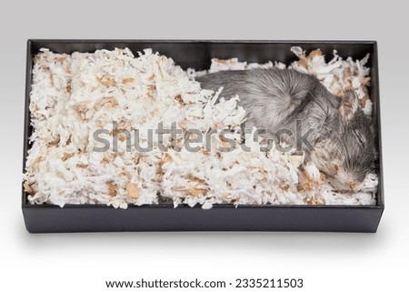 Dead gerbil rat in a box with white paper