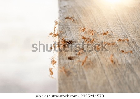 Fire ants are looking for food. Action group of fire ants on blurred background