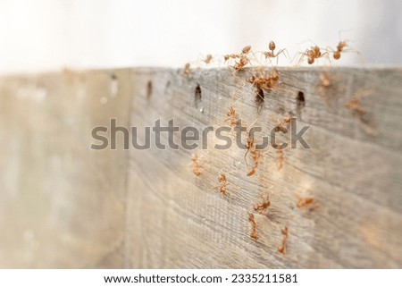 Fire ants are looking for food. Action group of fire ants on blurred background