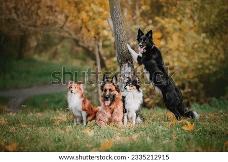 Four dogs: German Shepherd, Border Collie, Shetland Sheepdog, playing together.Four dogs: German Shepherd, Border Collie, Shetland Sheepdog, playing together. Royalty-Free Stock Photo #2335212915