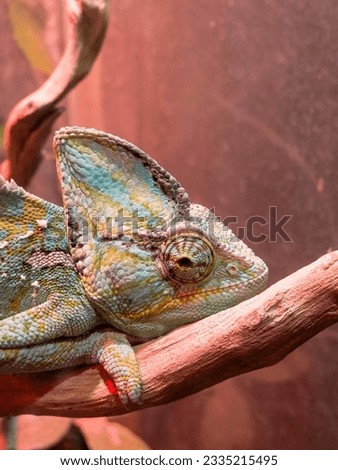 A chameleon is on a branch and is looking at the camera.