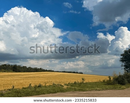 wheat field and blue sky, farming, wheat harvest