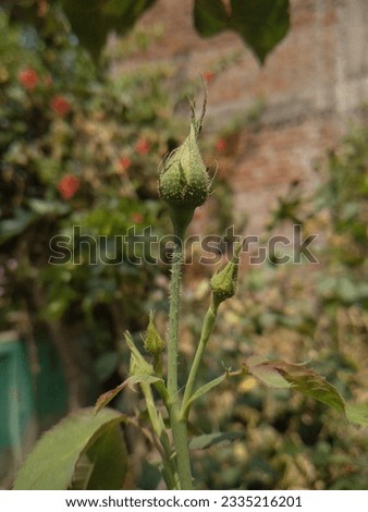 Picture Rose flower before blooming.