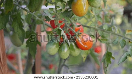 In a quaint home garden, tiny tomato bushes burst with clusters of cocktail tomatoes