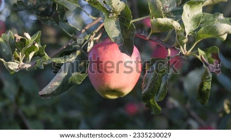 A crisp apple, hanging on a branch amidst a canopy of leaves in an orchard. A picture of natural beauty and the forthcoming taste of freshness and sweetness