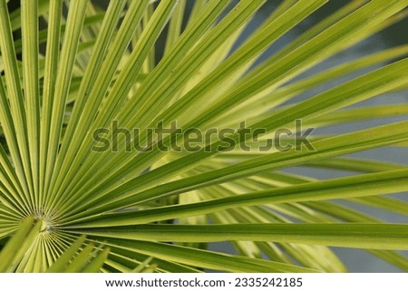 A close up of palm tree leaf 