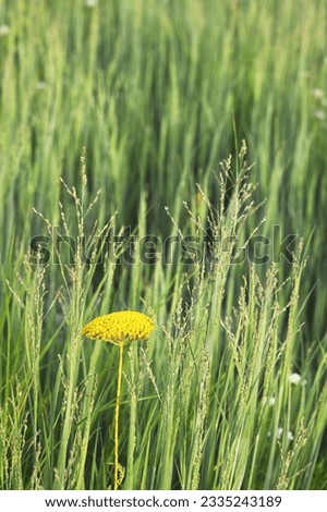 yellow flowers, daisies in the meadow, yellow daisies in the park, flowers on a green background, background, postcard, nature, sunset in the park, in the garden, a bouquet of wild flowers, field plan