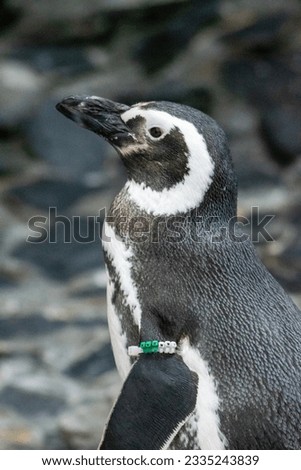 Profile picture of a Penguin
