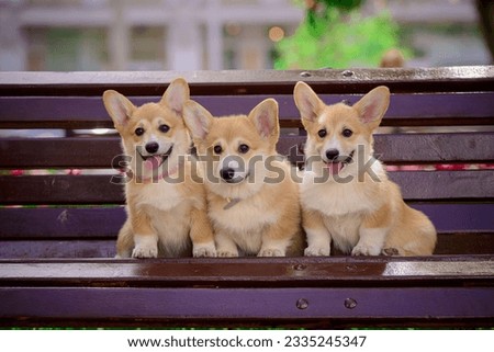"Three Pembroke Welsh Corgis Lounging on a Park Bench: A Picture of Pure Serenity"