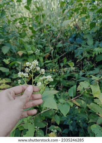 Stock photo of girl hand holding beautiful white color california cud weed flower, green plants and leaves on background. Picture captured under bright light at Paleshwar waterfall, malkapur.