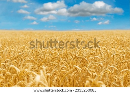 Gold wheat field and blue sky. Crops field. Selective focus Royalty-Free Stock Photo #2335250085