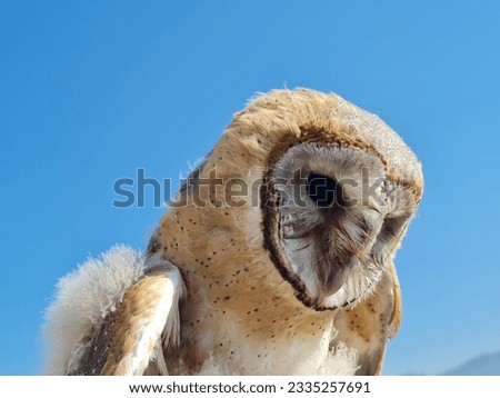 Capture close picture of an owl in beautiful blue sky