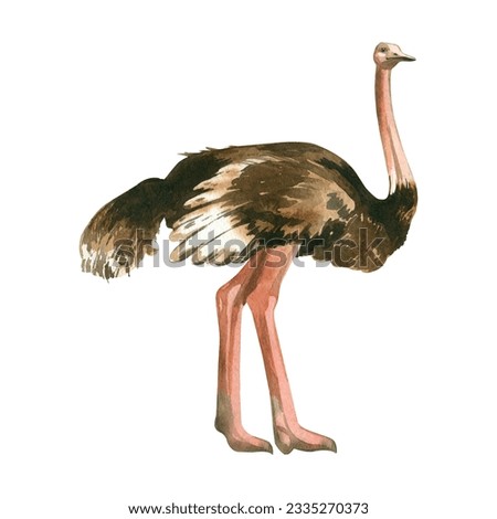 African ostrich. Watercolor drawing, an ostrich with a long neck and long pink legs, hand-drawn in watercolor on a white background. for printing on fabric and paper scrapbooking crafts. Design.