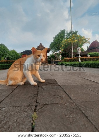 a cute cat people - Stock photo