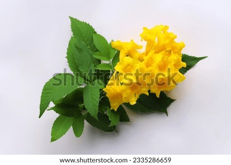 Blooming yellow tabebuia flowers isolated on white background