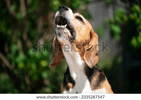 funny beagle dog with open mouth sings in nature in summer Royalty-Free Stock Photo #2335287547