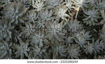 Lovely little cactus blend full frame stock image. Stock image of green cactus background. Different types of cactus plants stock close-up photo