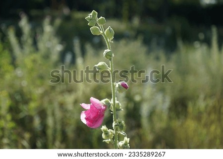 Pink Alcea rosea blooms in July in the meadow. Alcea rosea, the common hollyhock, is an ornamental dicot flowering plant in the family Malvaceae. Berlin, Germany