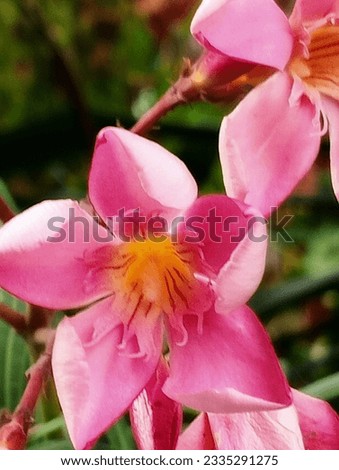 Sweet Oleander a very beautiful flower.